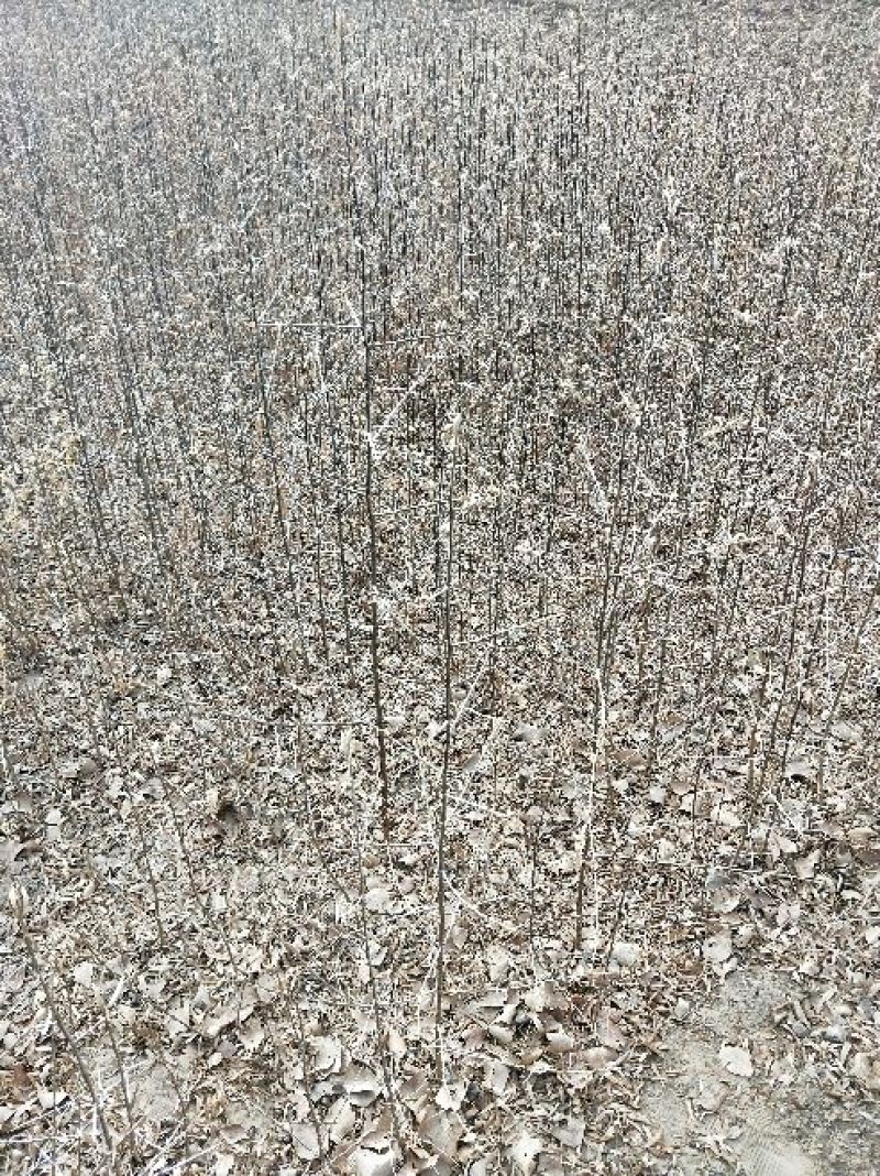 沙棘苗