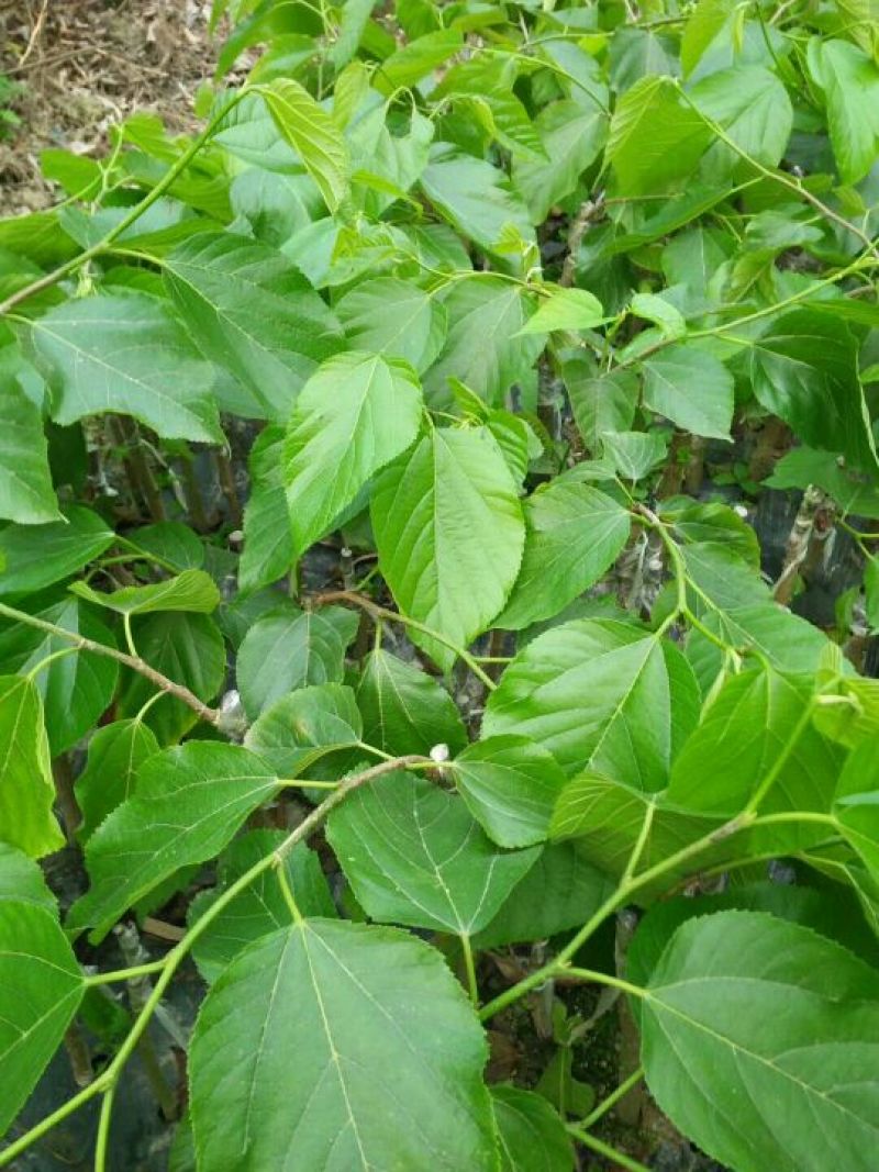 长果桑树苗40~50cm