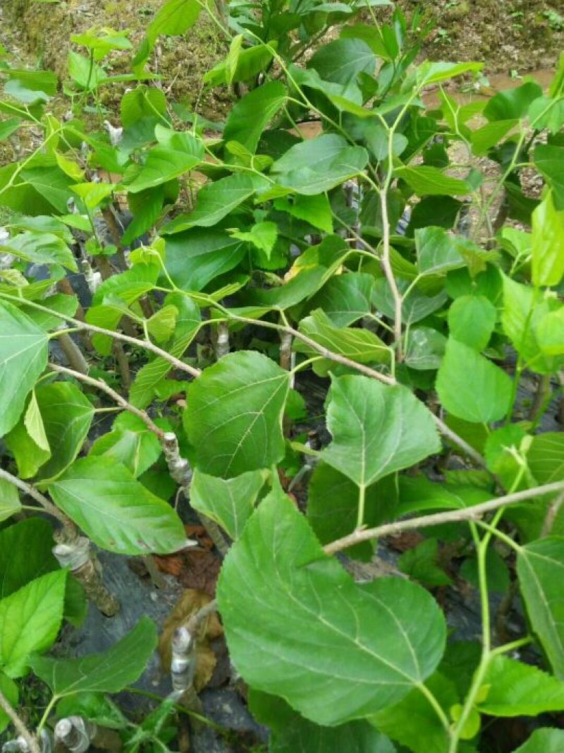 长果桑树苗40~50cm