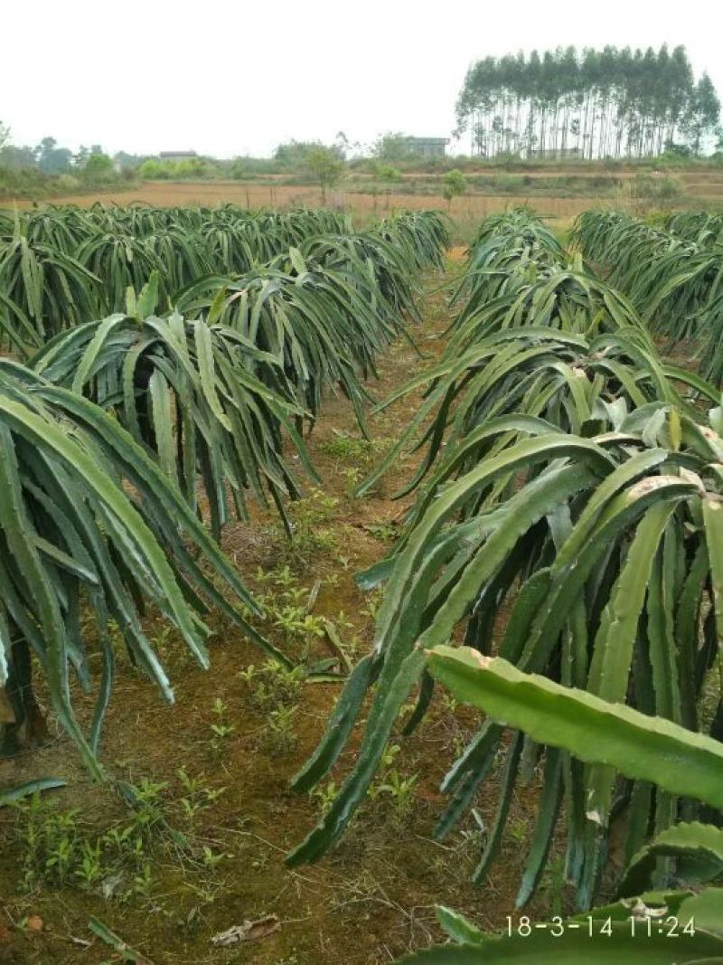 红心火龙果苗30~50cm种苗