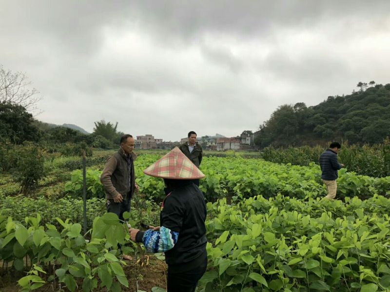 长果桑树苗40~50cm