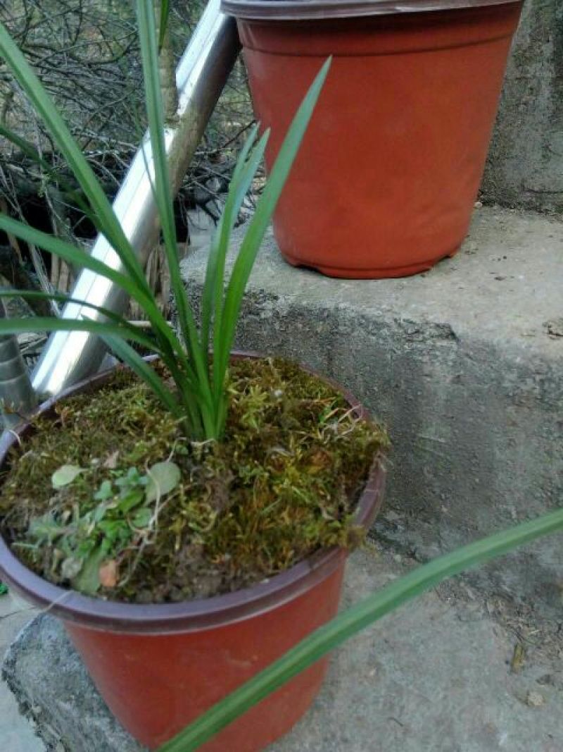 兰花裸根不带土