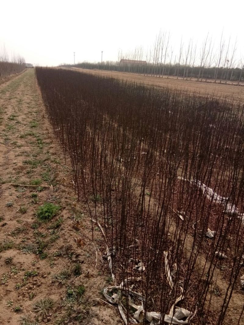 大红袍花椒苗0.5~1年