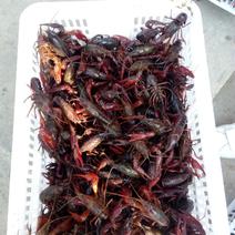 小龙虾稻田套养6-8钱（30-40克）食用活虾