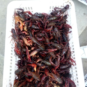 小龙虾稻田套养6-8钱（30-40克）食用活虾
