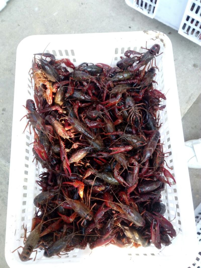 小龙虾稻田套养6-8钱（30-40克）食用活虾