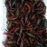 小龙虾稻田套养6-8钱（30-40克）食用活虾