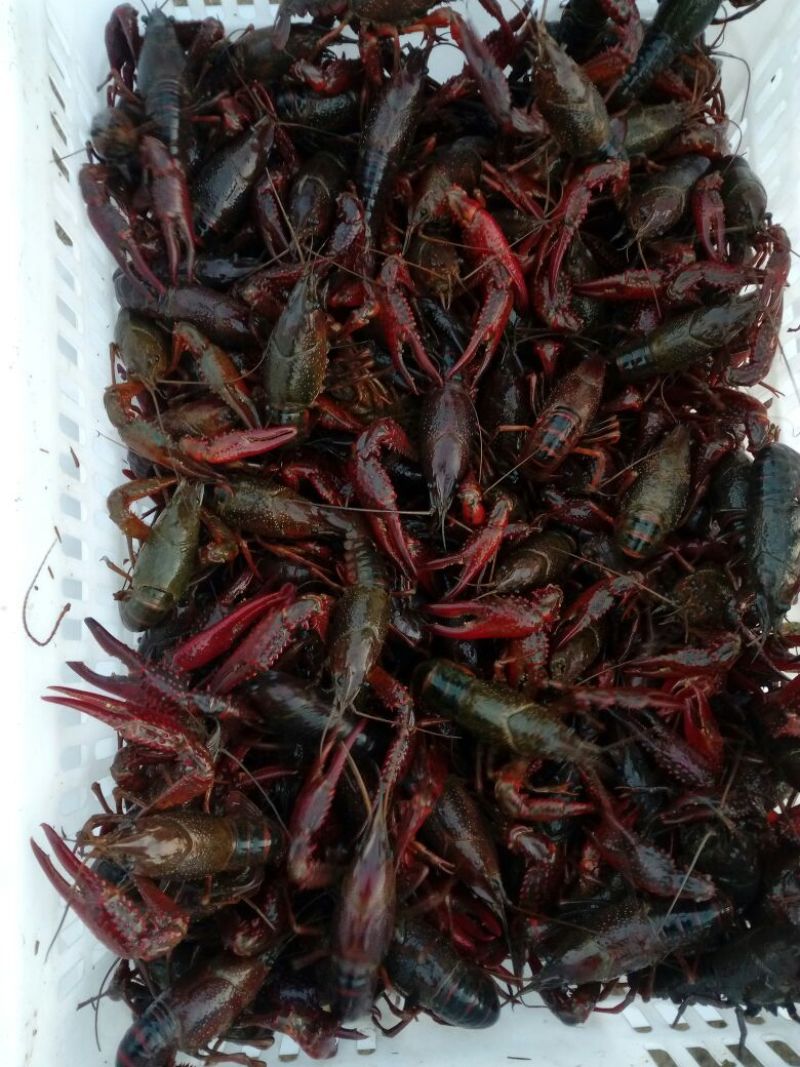 小龙虾稻田套养6-8钱（30-40克）食用活虾