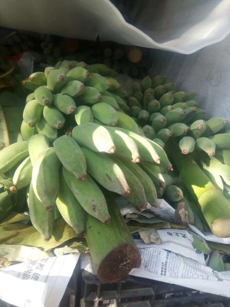 西贡蕉八成熟