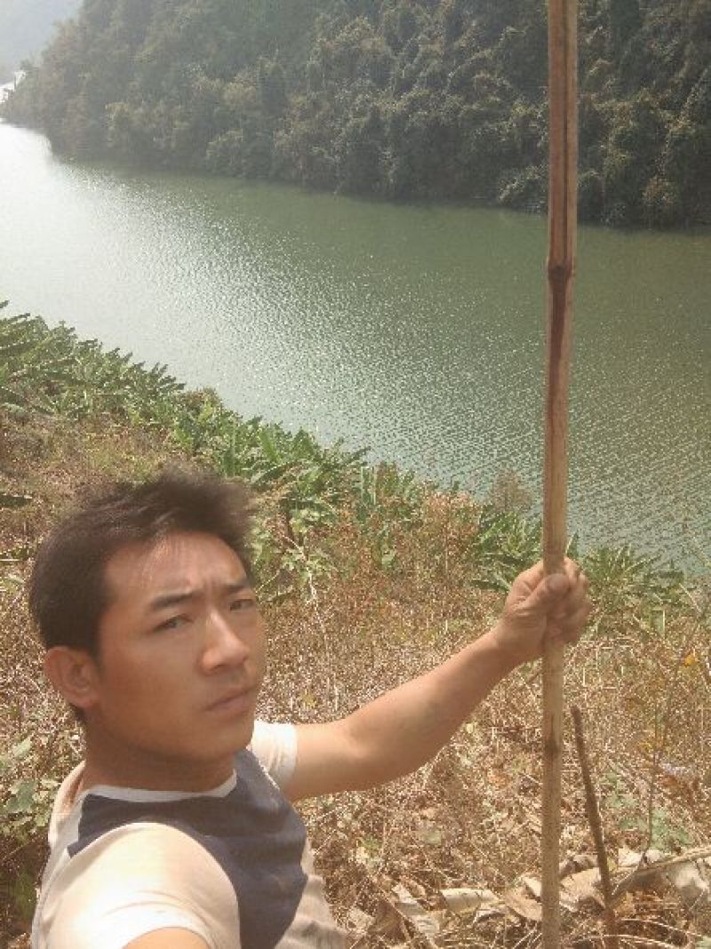西贡蕉八成熟