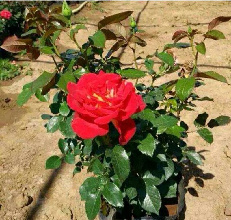丰花月季苗30~40cm