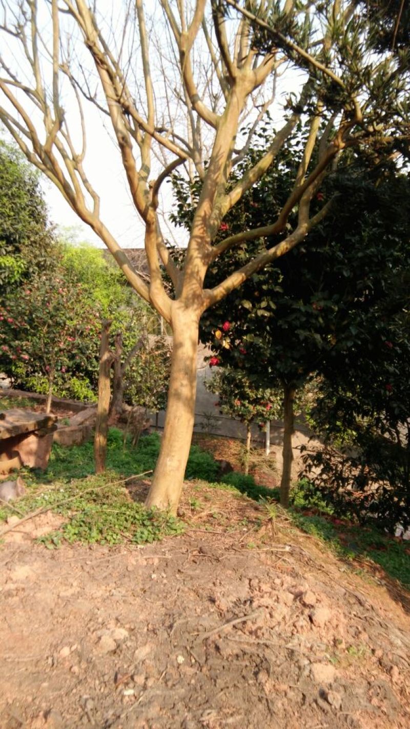 红花紫薇3米以上16~18cm3~3.5米