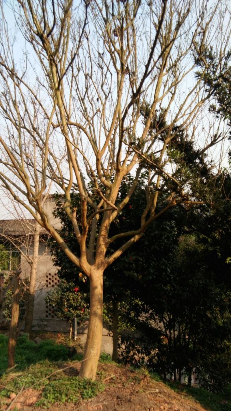 红花紫薇3米以上16~18cm3~3.5米