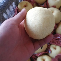 酥梨200~250g纸袋