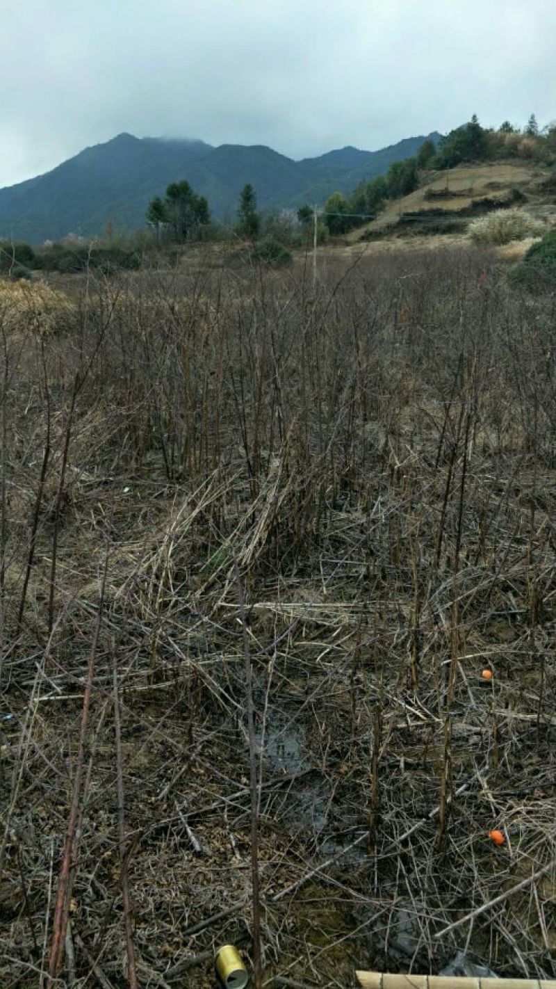 覆盆子苗