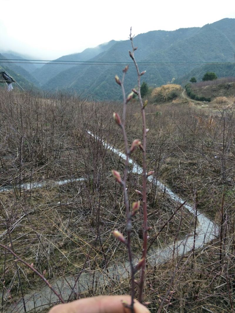 覆盆子苗