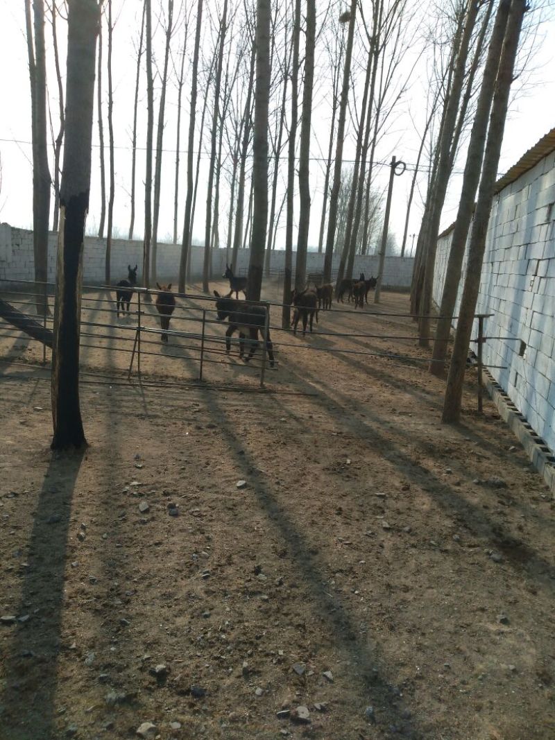 德州驴小驴苗多少钱一头肉驴养殖乌头驴价格三粉驴