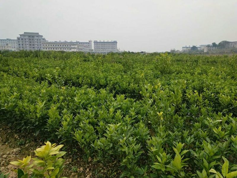 沃柑苗