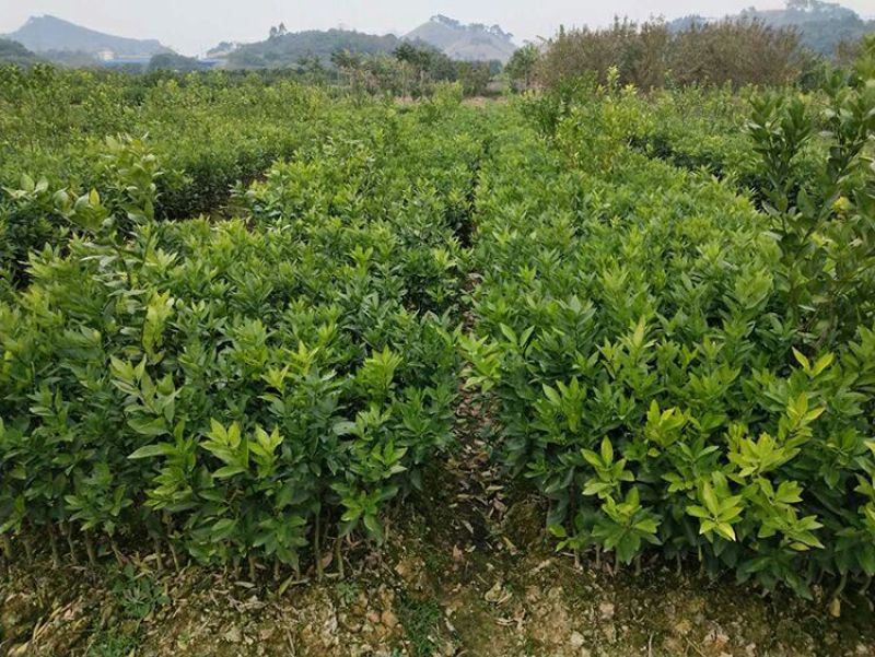 沃柑苗