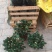 茶花50~80cm