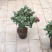 茶花50~80cm