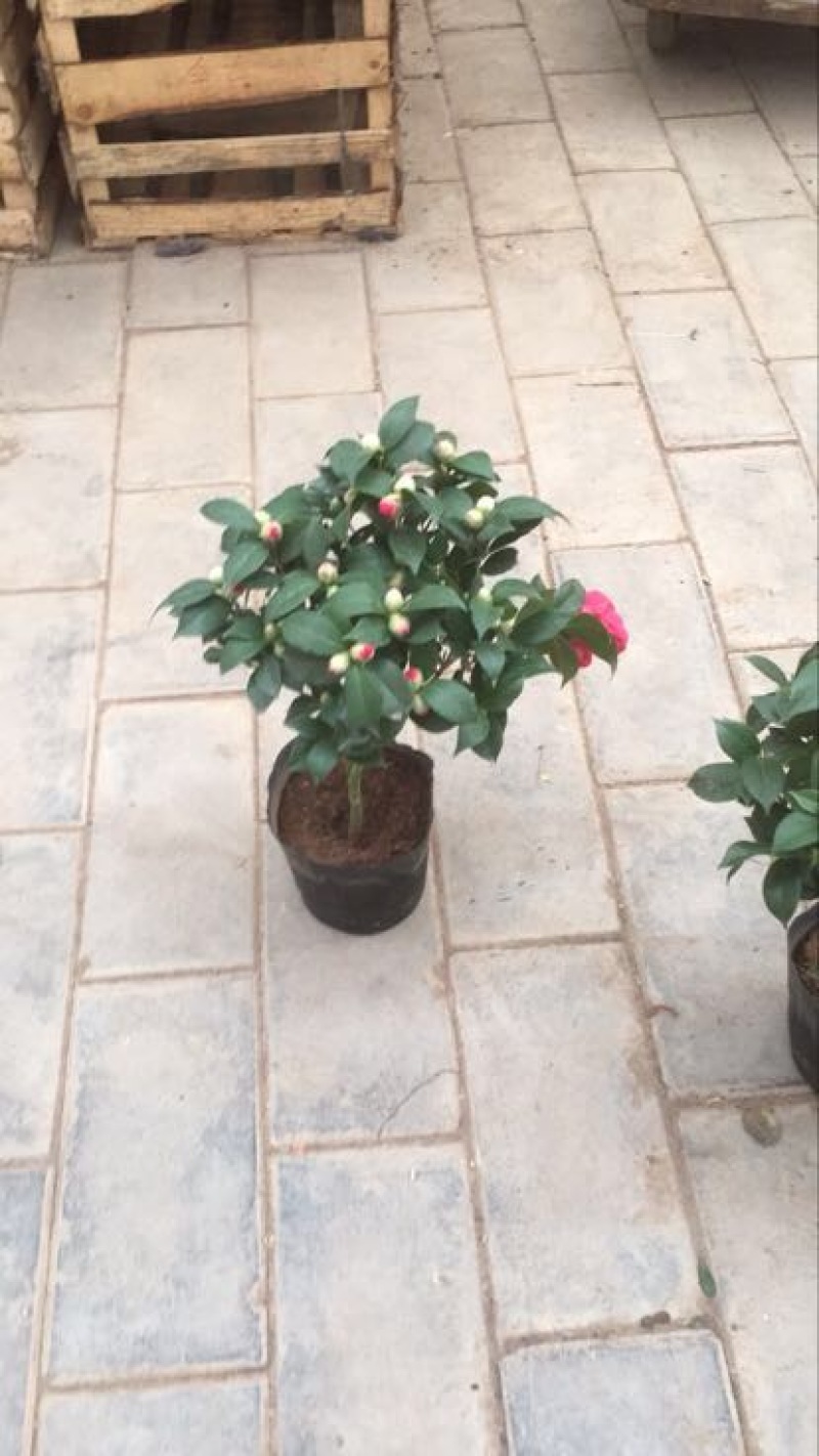 茶花50~80cm