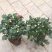 茶花50~80cm