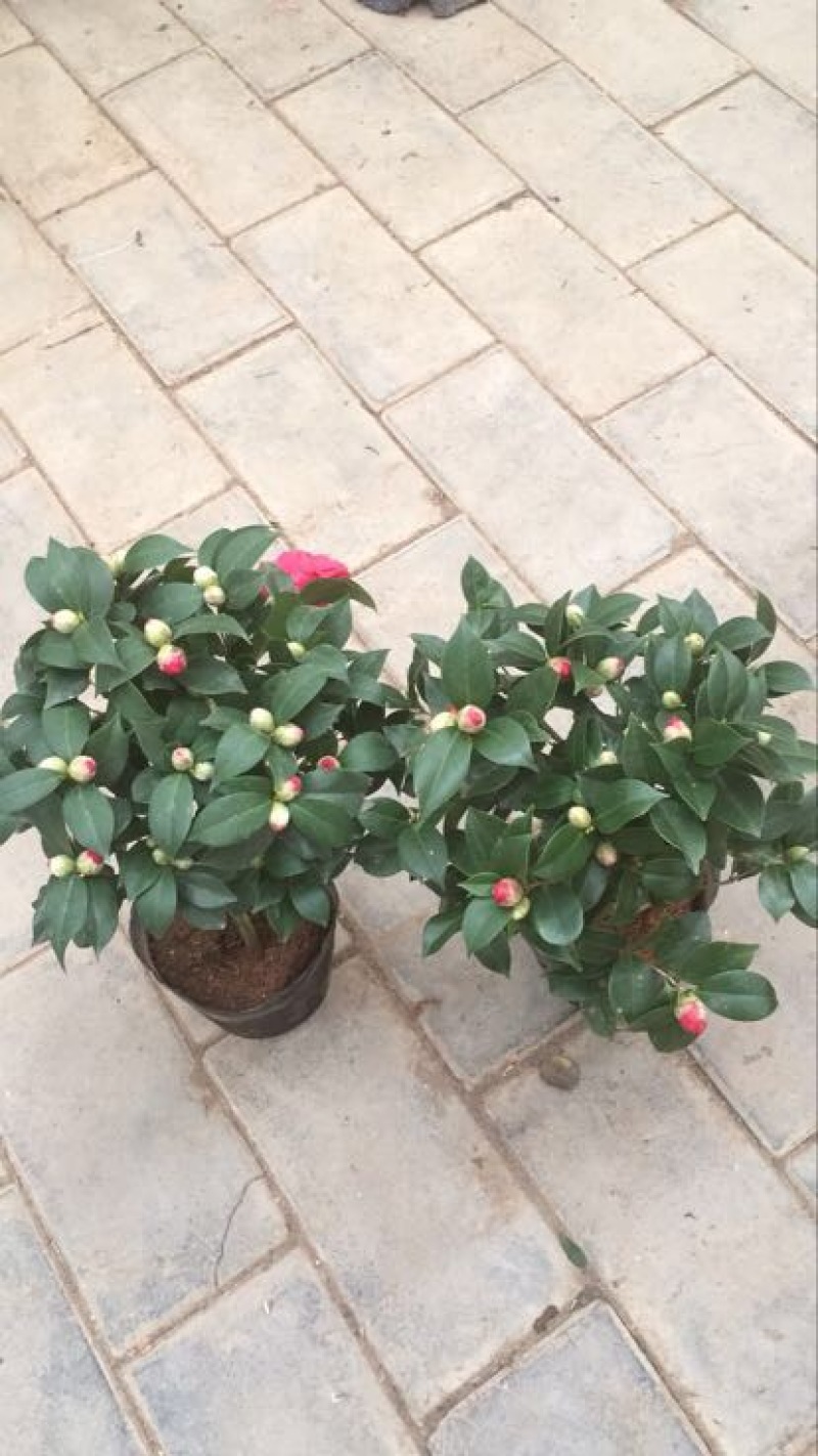 茶花50~80cm