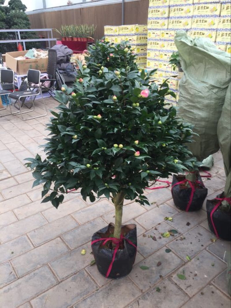 茶花50~80cm