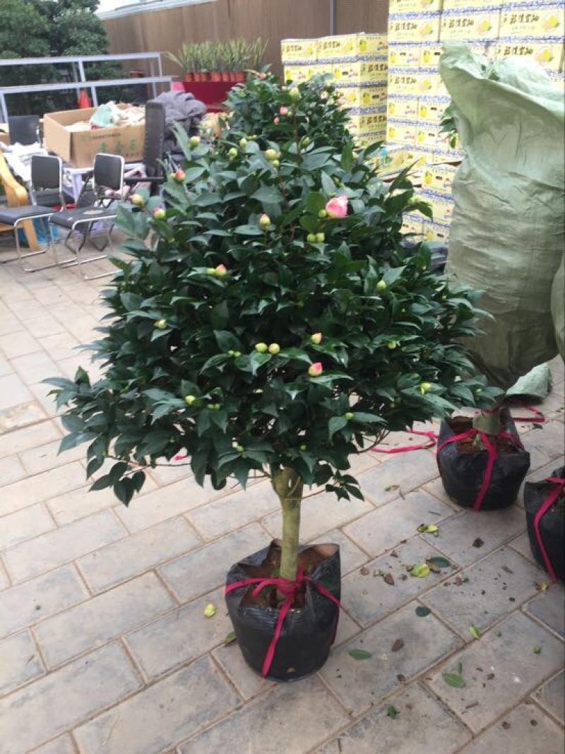 茶花50~80cm