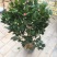 茶花50~80cm
