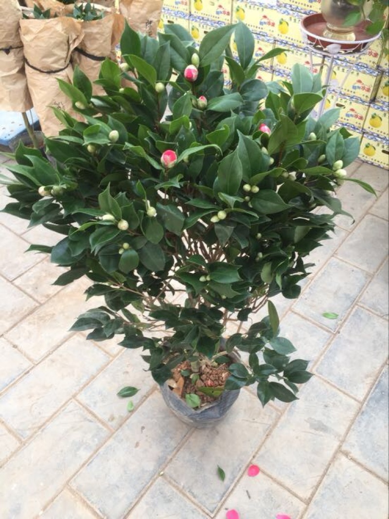 茶花50~80cm
