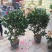 茶花50~80cm