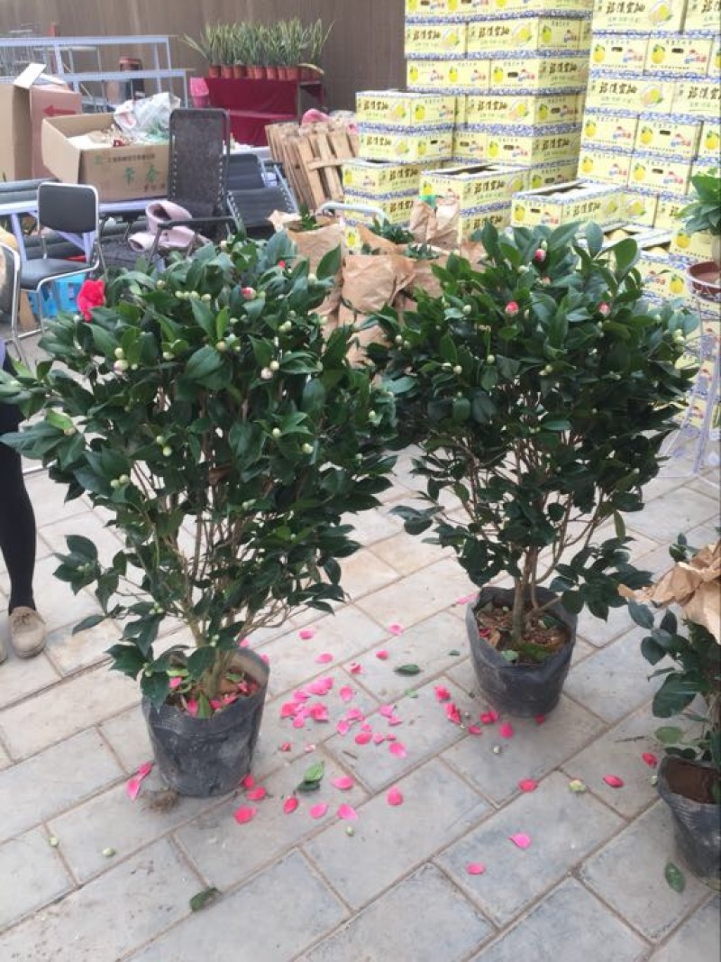 茶花50~80cm