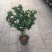 茶花50~80cm