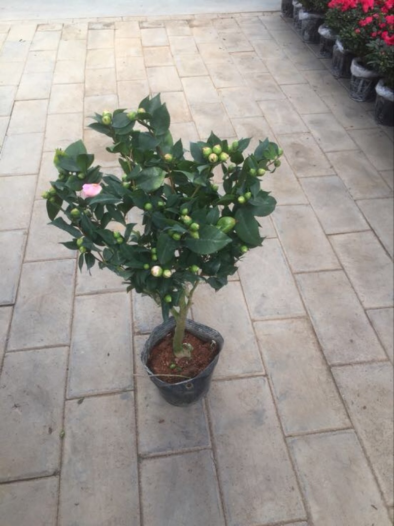 茶花50~80cm
