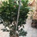 茶花50~80cm