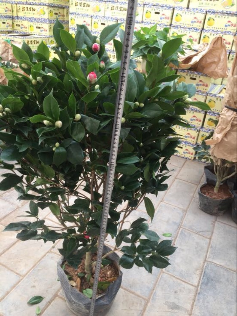 茶花50~80cm