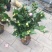 茶花50~80cm
