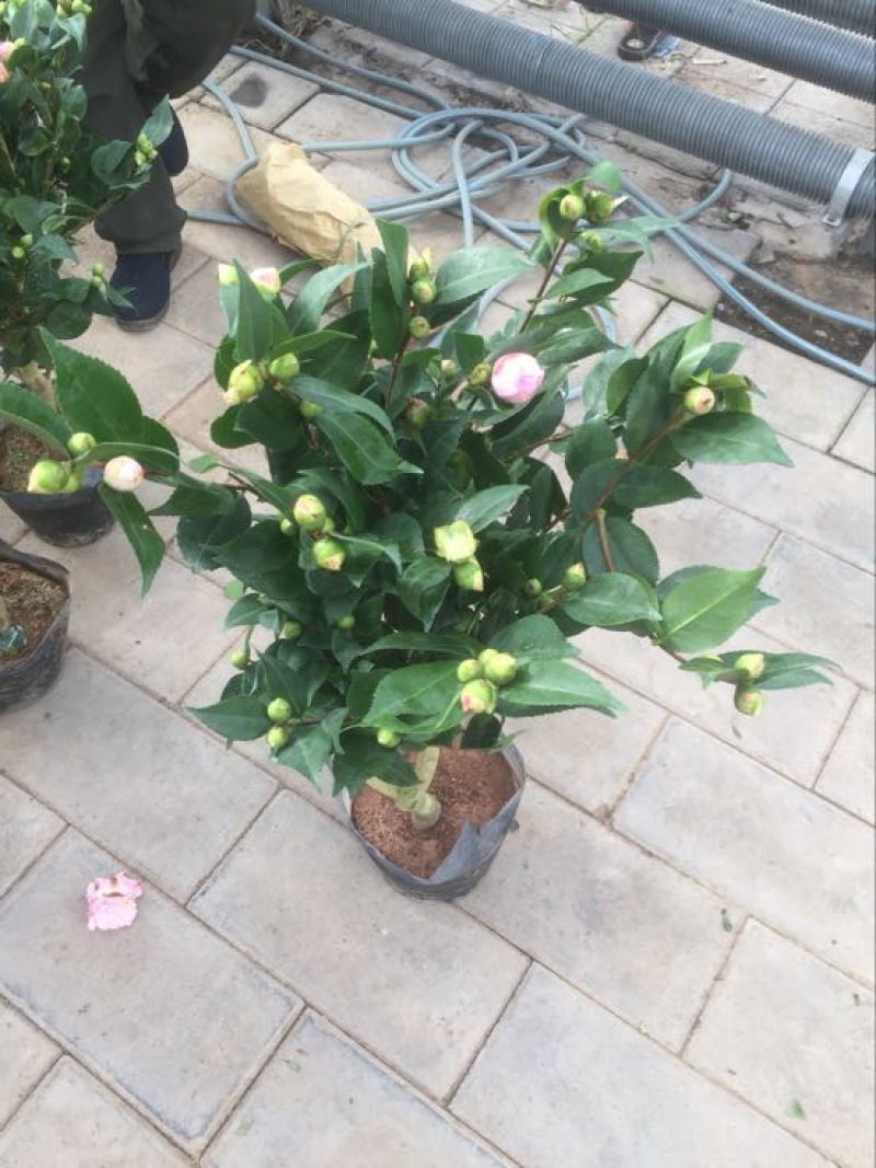 茶花50~80cm
