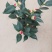 茶花50~80cm