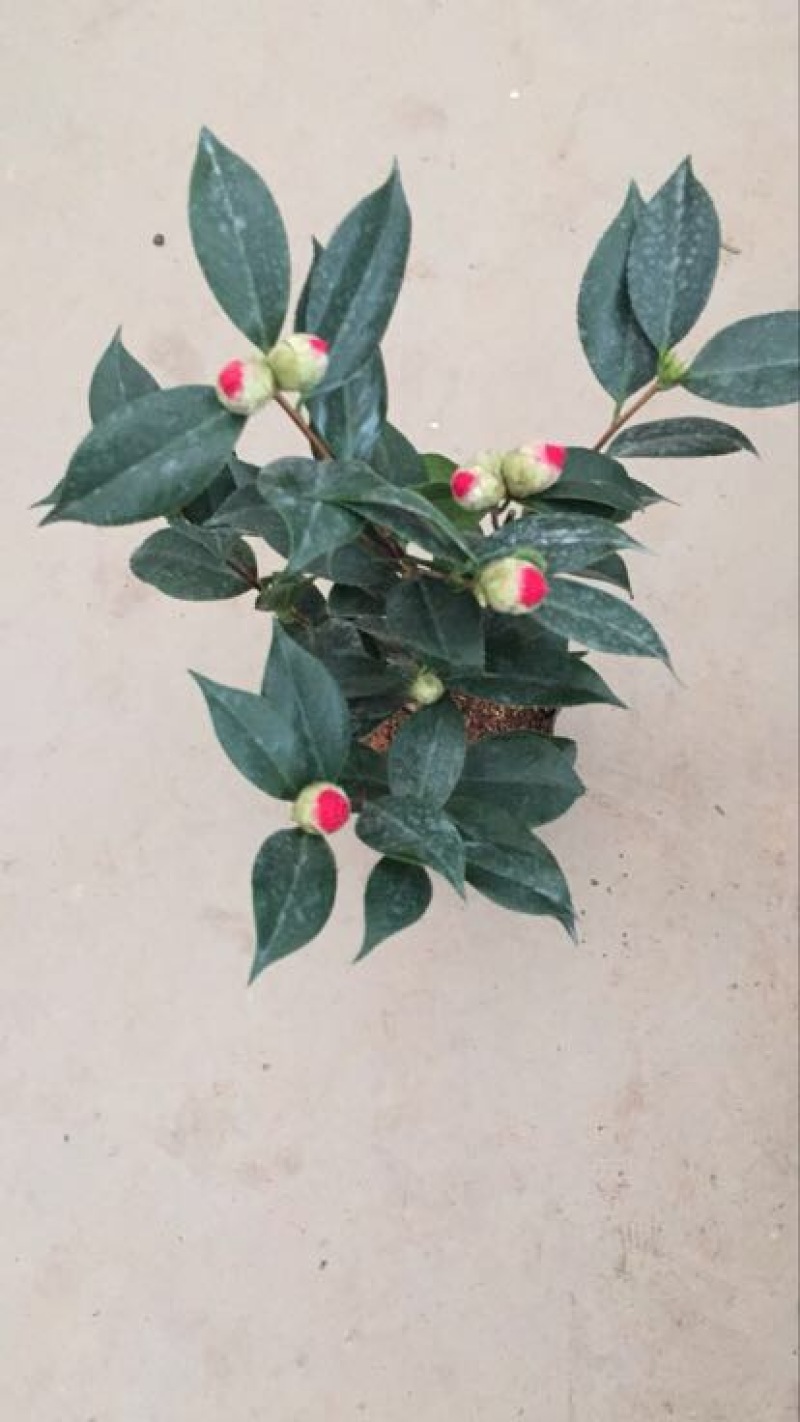 茶花50~80cm
