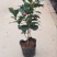 茶花50~80cm
