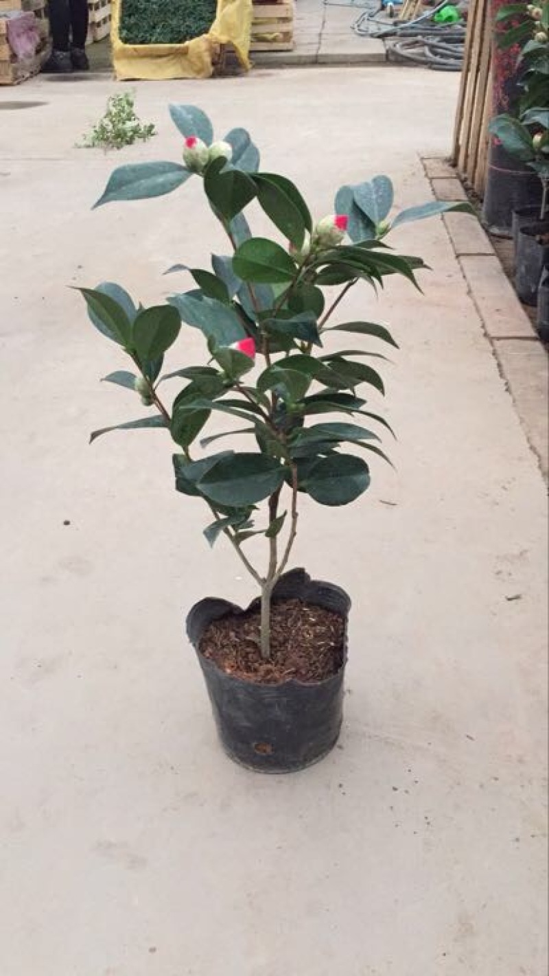 茶花50~80cm