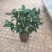 茶花50~80cm