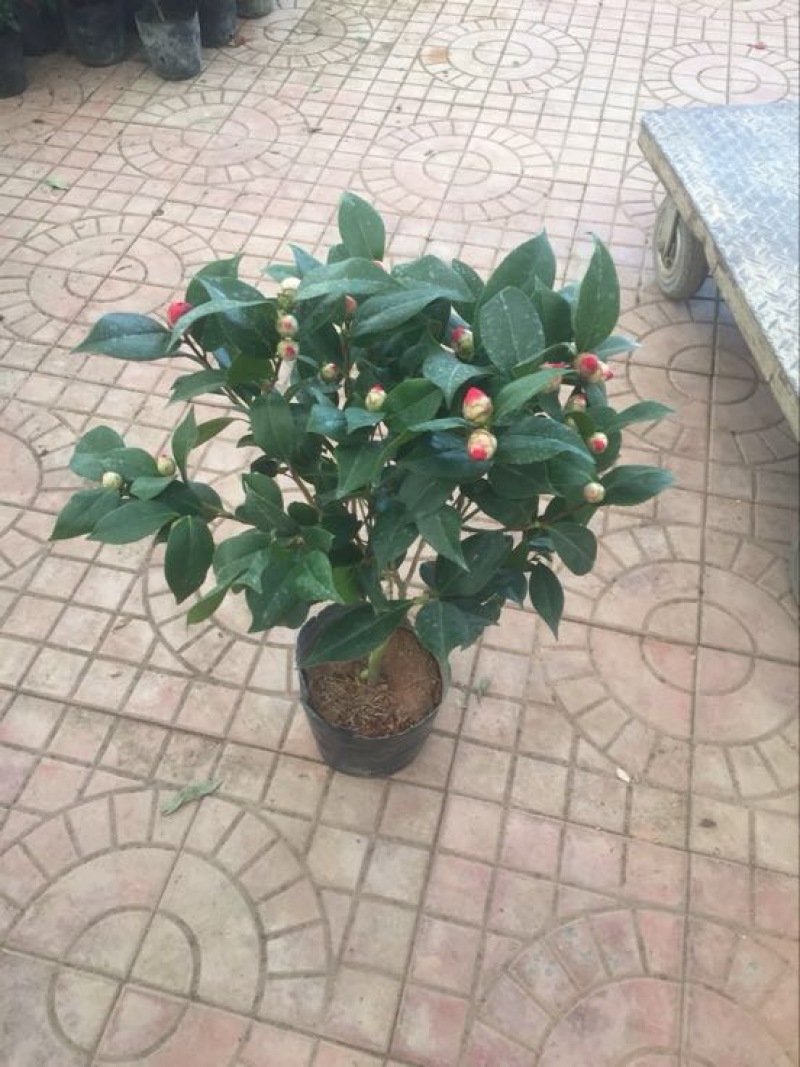 茶花50~80cm