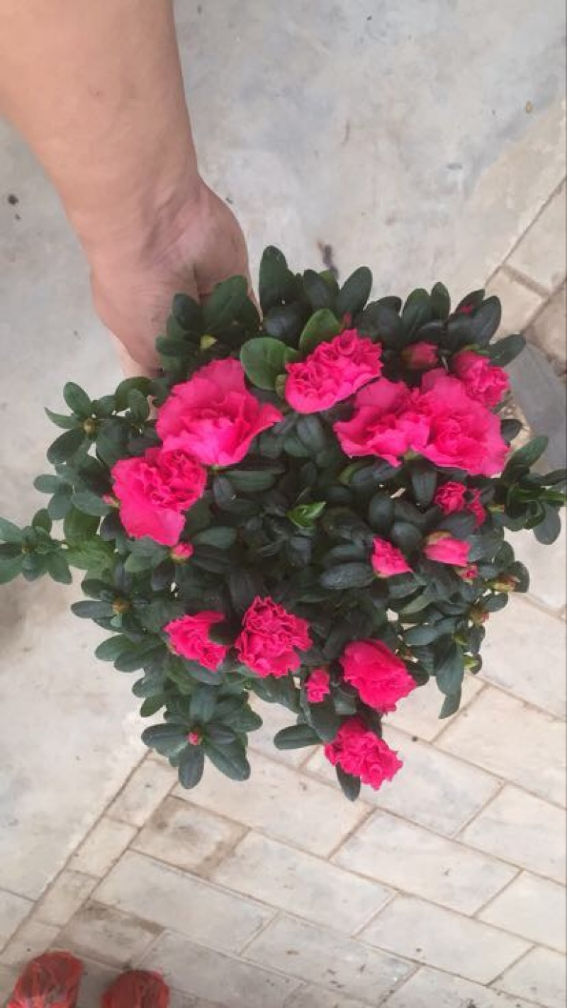 杜鹃花盆景，各个规格，