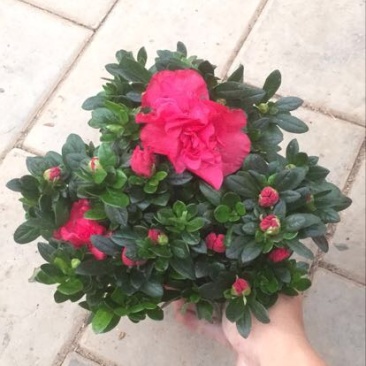 杜鹃花盆景，各个规格，