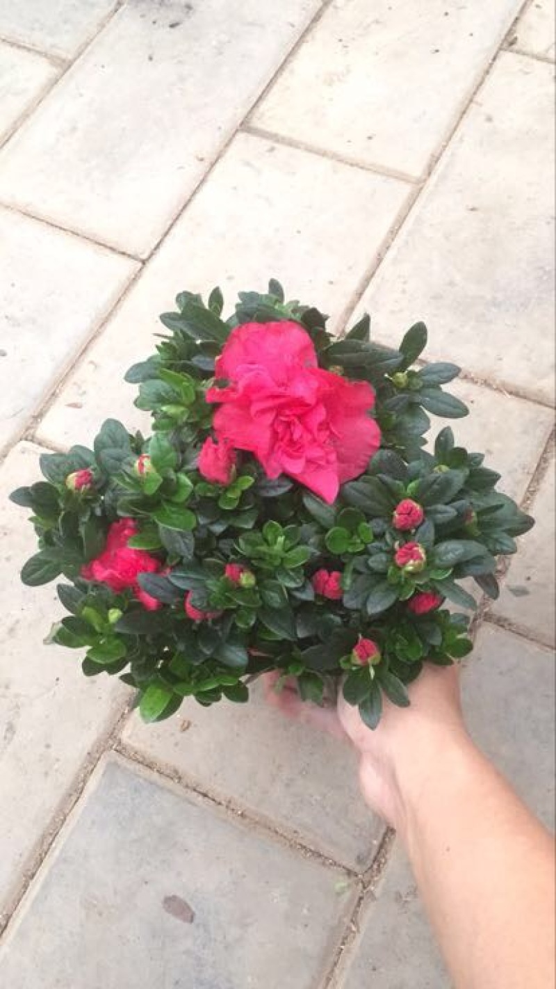 杜鹃花盆景，各个规格，