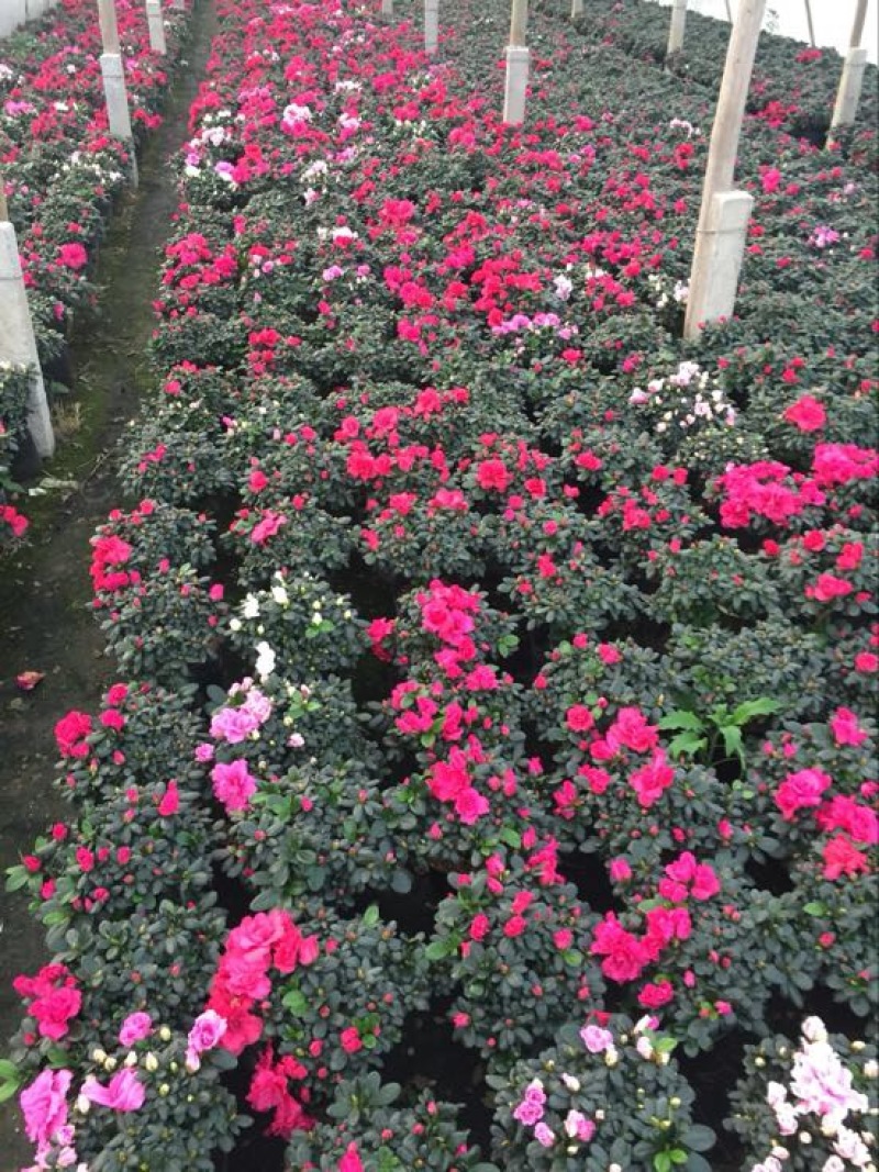 杜鹃花盆景，各个规格，
